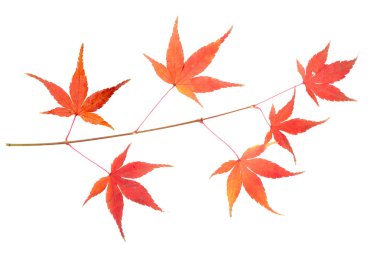 Sonbahar Yaprakları