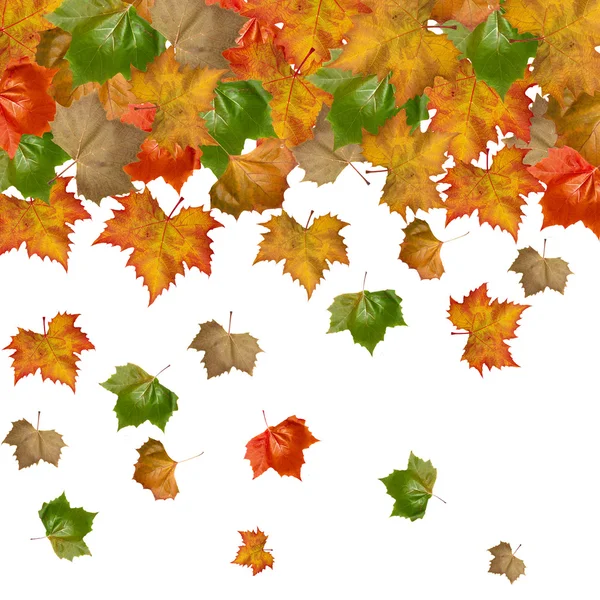 Autumn maple leaves with your copy space — Stock Photo, Image