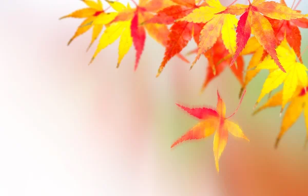 Autumnal, Red leaves of mable — Stock Photo, Image