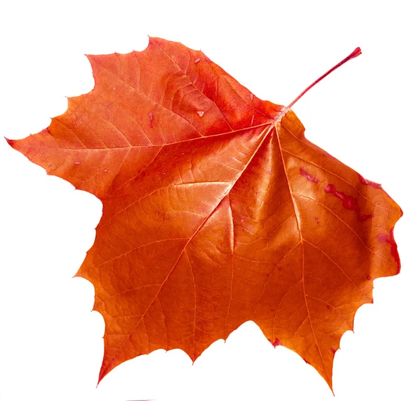 Podzimní listí — Stock fotografie