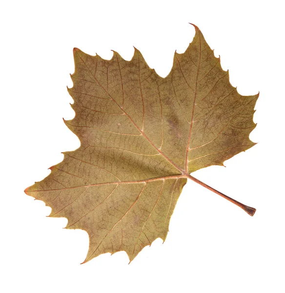 Podzimní listí — Stock fotografie