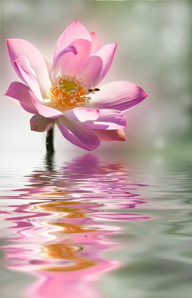 Roze lotus — Stockfoto