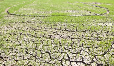öldü ve kırık toprak