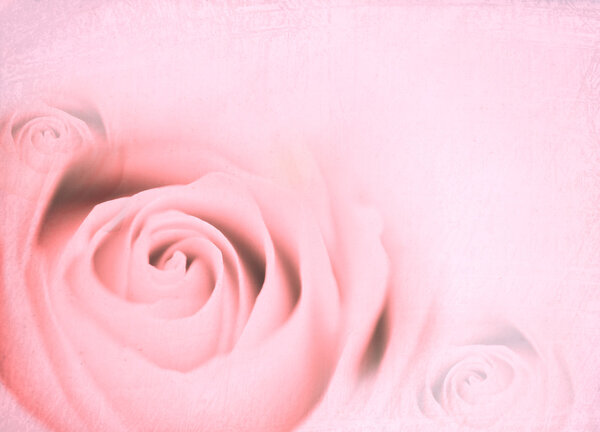Pink roses valentine background