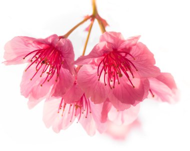 Pink cherry blossom sakura clipart