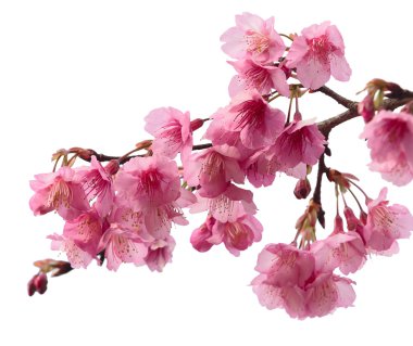 Pembe kiraz çiçeği sakura.