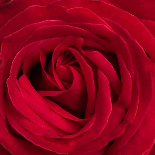 발렌타인 데이 대 한 사용 하 여 아름 다운 붉은 장미 배경 — 스톡 사진