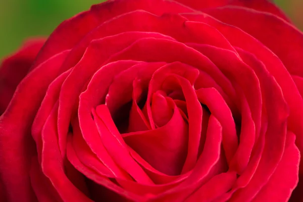 美しい赤いローズ背景のバレンタインデーのための使用 — ストック写真