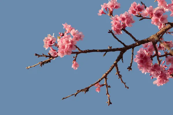 분홍빛 벚꽃 사쿠라 — 스톡 사진
