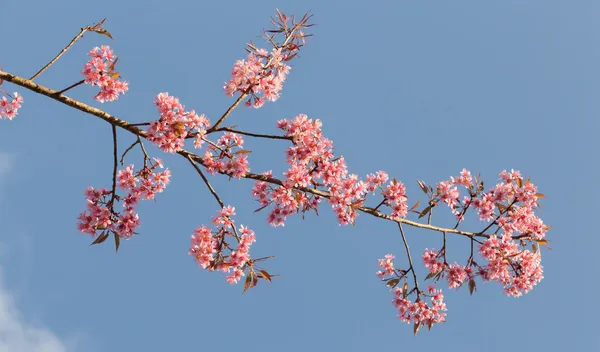 Rózsaszín cseresznyevirág sakura — Stock Fotó