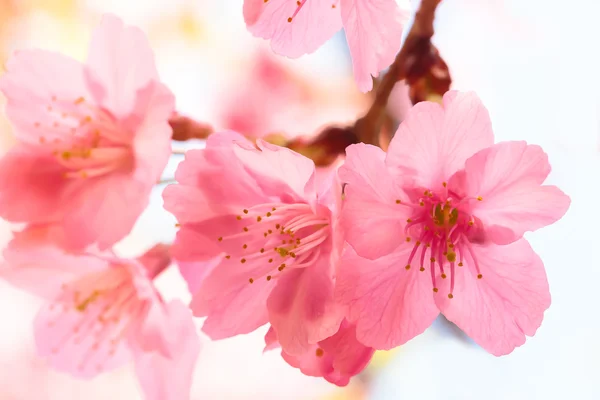 Rózsaszín cseresznyevirág sakura — Stock Fotó