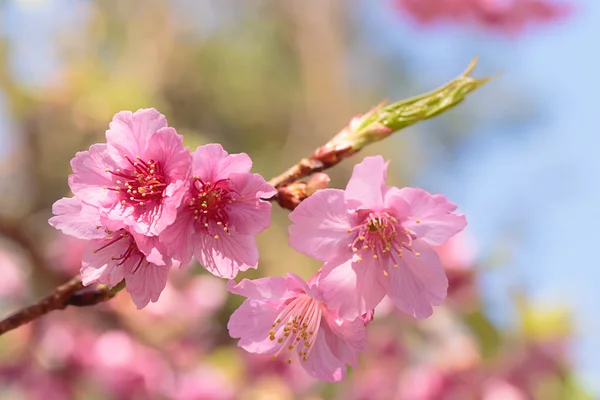 Sakura de flor de cerezo rosa —  Fotos de Stock