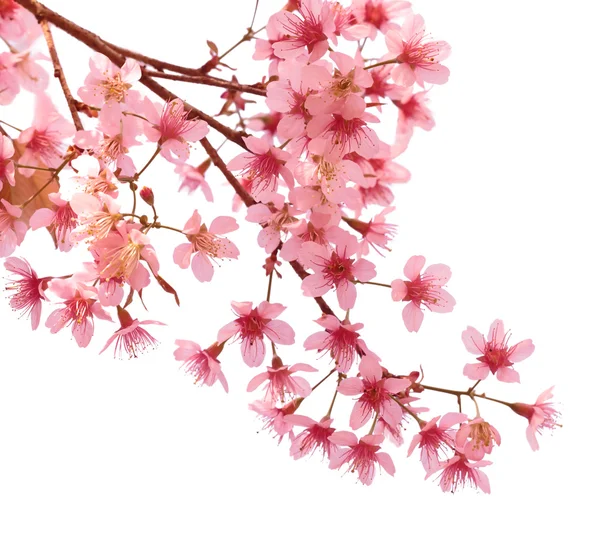 Růžové květy třešní sakura — Stock fotografie