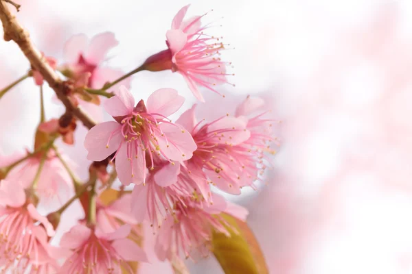 Różowy kwiat wiśni sakura — Zdjęcie stockowe