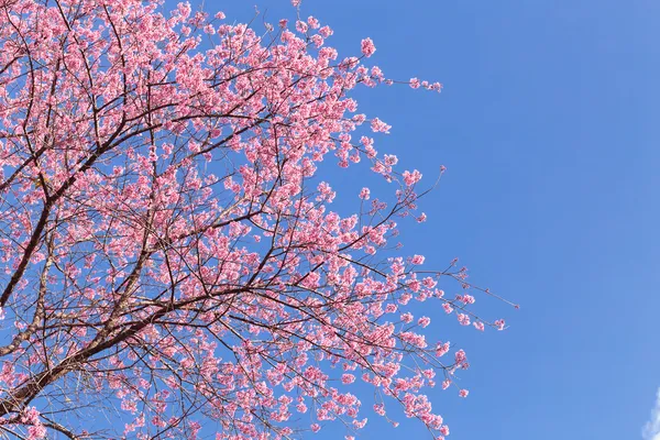 Rosafarbene Kirschblüte — Stockfoto