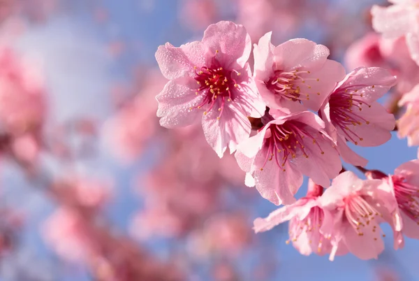 Růžové květy třešní sakura — Stock fotografie