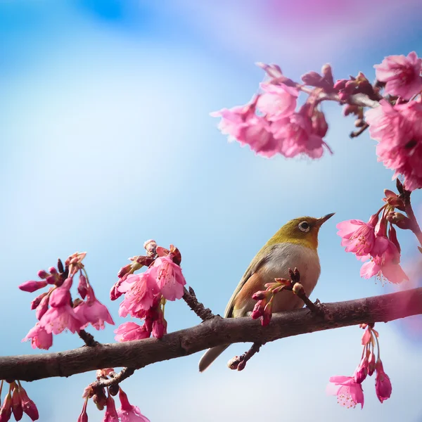 Pink cherry blossom sakura — Stock Photo, Image