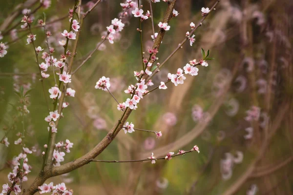 Sakura de flor de cereja rosa — Fotografia de Stock