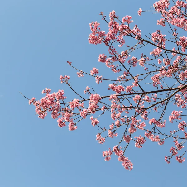 Розовая сакура, цветущая вишня — стоковое фото