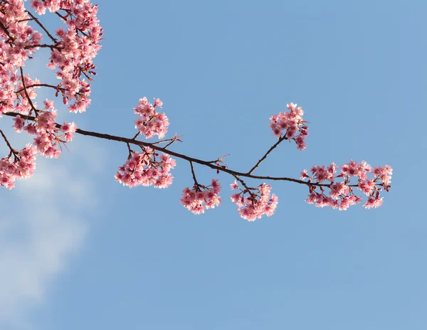 Růžové květy třešní sakura — Stock fotografie