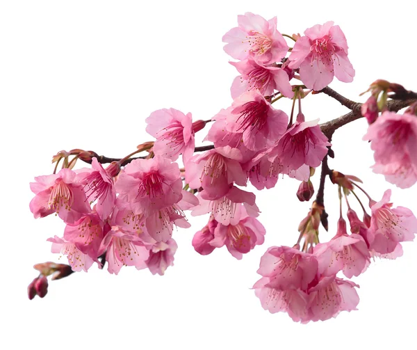 Růžové květy třešní sakura Stock Obrázky