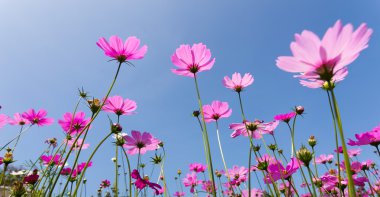 mor çiçekler againts mavi gökyüzü