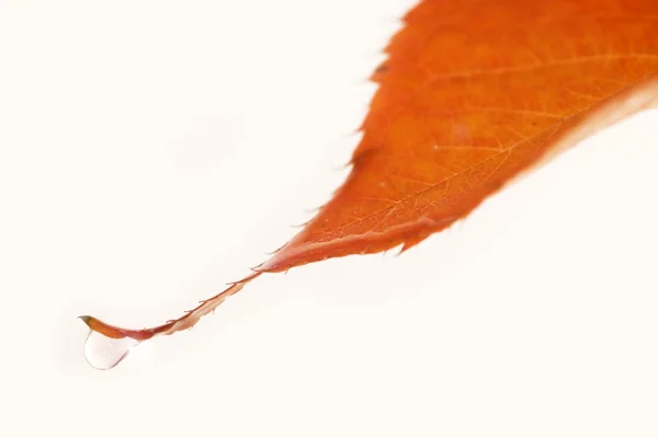 Folha de outono com gota de água — Fotografia de Stock