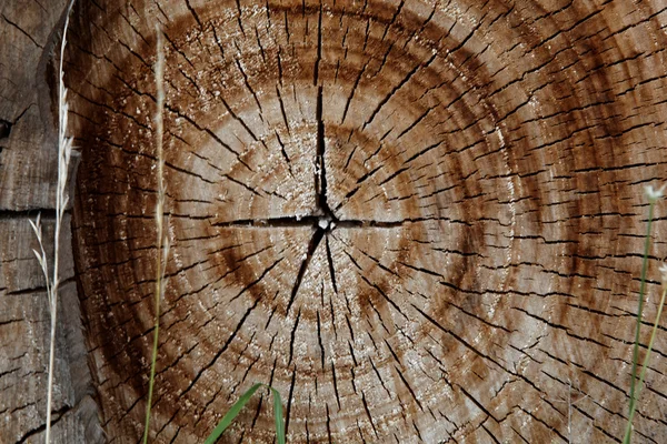 Текстура пня дерева, текстура фона, крупный план — стоковое фото