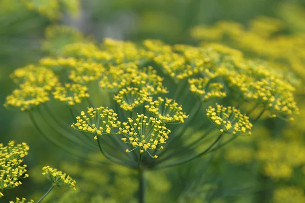 Fänkål blomma på en grön bakgrund. blomma av dill. — Stockfoto