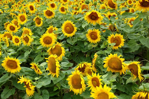 Sunflower field — Stock Photo, Image