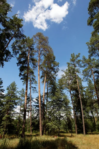 Zielony las niebieski niebo i chmury na letnie dni — Zdjęcie stockowe