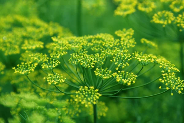 Fennel flower on a green background. Flower of dill.