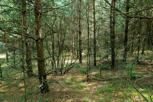 Misty pine tree forest — Stock Photo, Image
