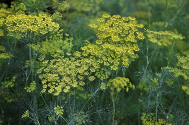 rezene yeşil zemin çiçek. çiçek dereotu.