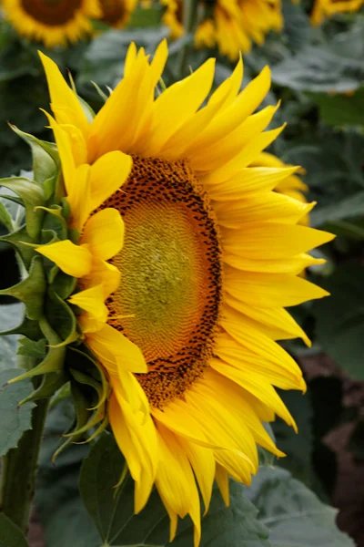 Zonnebloem — Stockfoto