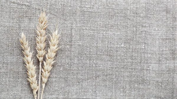 Ears of wheat on the canvas. — Stock Photo, Image
