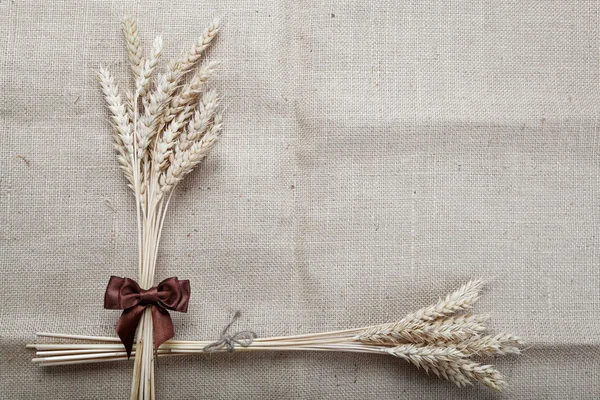 Ears of wheat on the canvas. — Stock Photo, Image