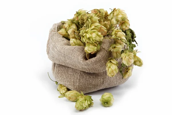 Houblon dans un sac isolé sur fond blanc . — Photo