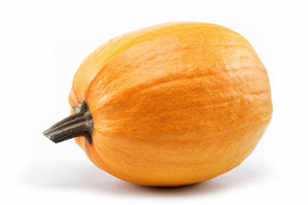 Zucca isolata su sfondo bianco. — Foto Stock