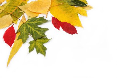 sonbahar yaprakları beyaz arkaplanda izole.