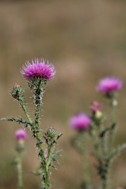 Thistle çiçek.