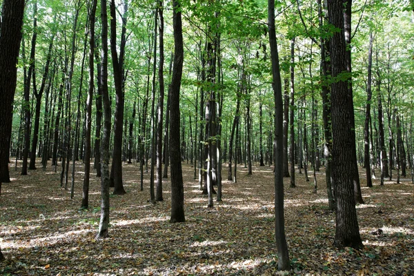 Solljus i den gröna skogen, vårtid — Stockfoto