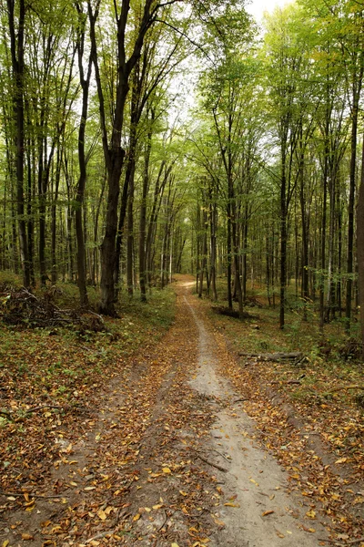 Sentiero nel verde bosco autunnale in una giornata di sole . — Foto Stock