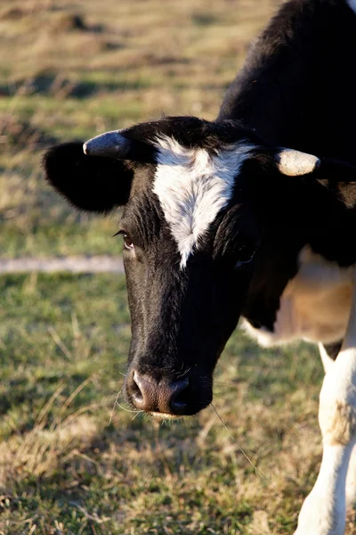 Black and white cow in the meadow. — Stock Photo, Image