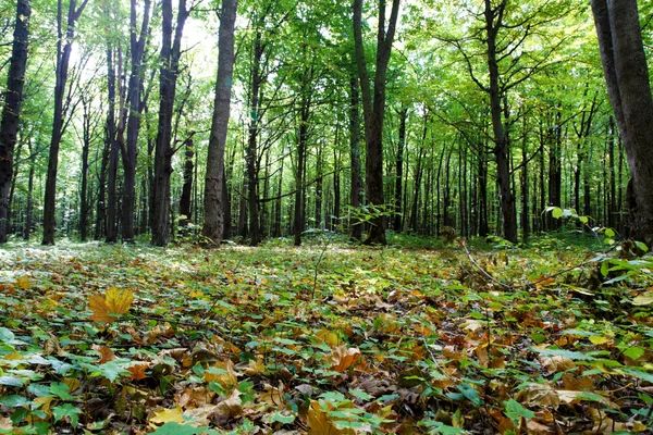 Herfstbos — Stockfoto