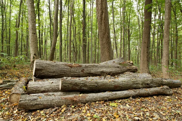Pile de bois dans la forêt — Photo