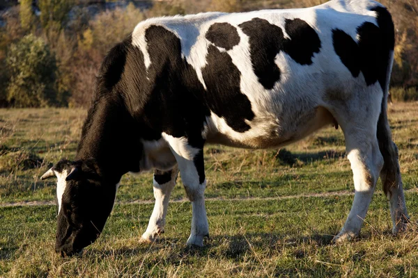 Black and white cow in the meadow. — Stock Photo, Image