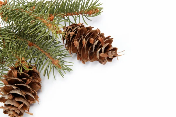 Spruce branch with cone on a white background — Stock Photo, Image