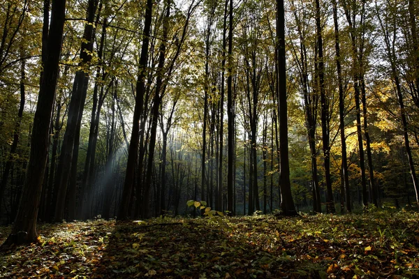 Sunlight in the autumn forest. — Stock Photo, Image