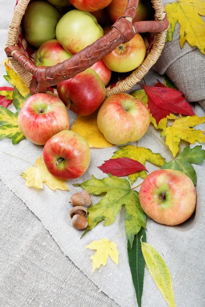秋天的主题。苹果和核桃亚麻画布上. — 图库照片